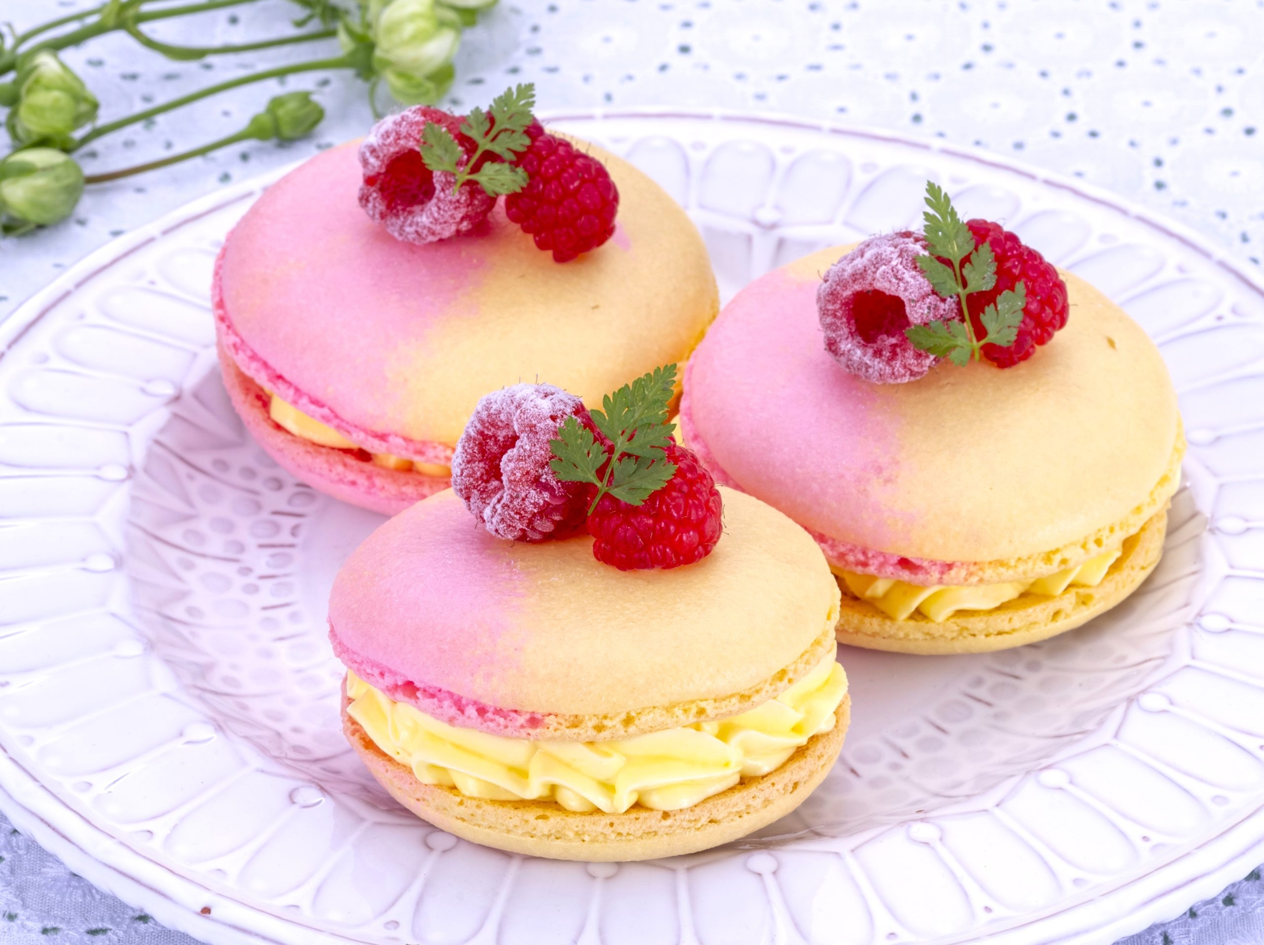 【洋菓子】マカロン プティ ガトー