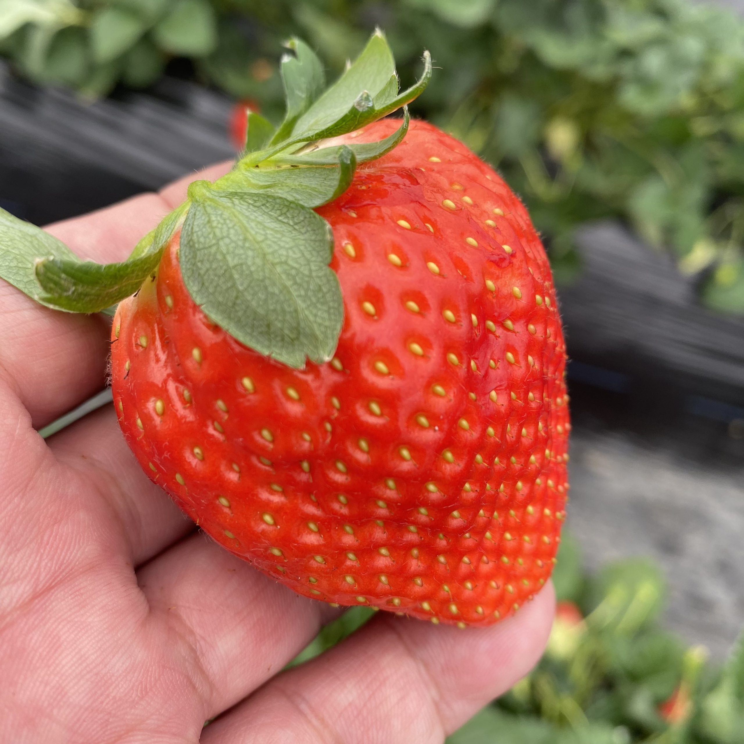 【２年生】　お菓子作り以外にも．．．